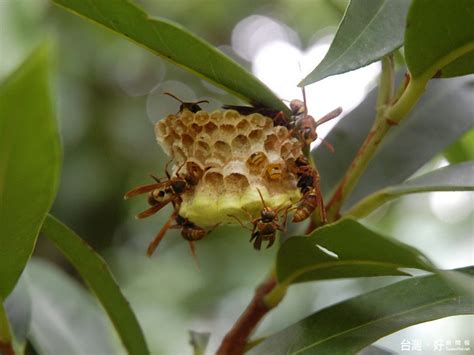 蜂築巢 三孔獸是什麼